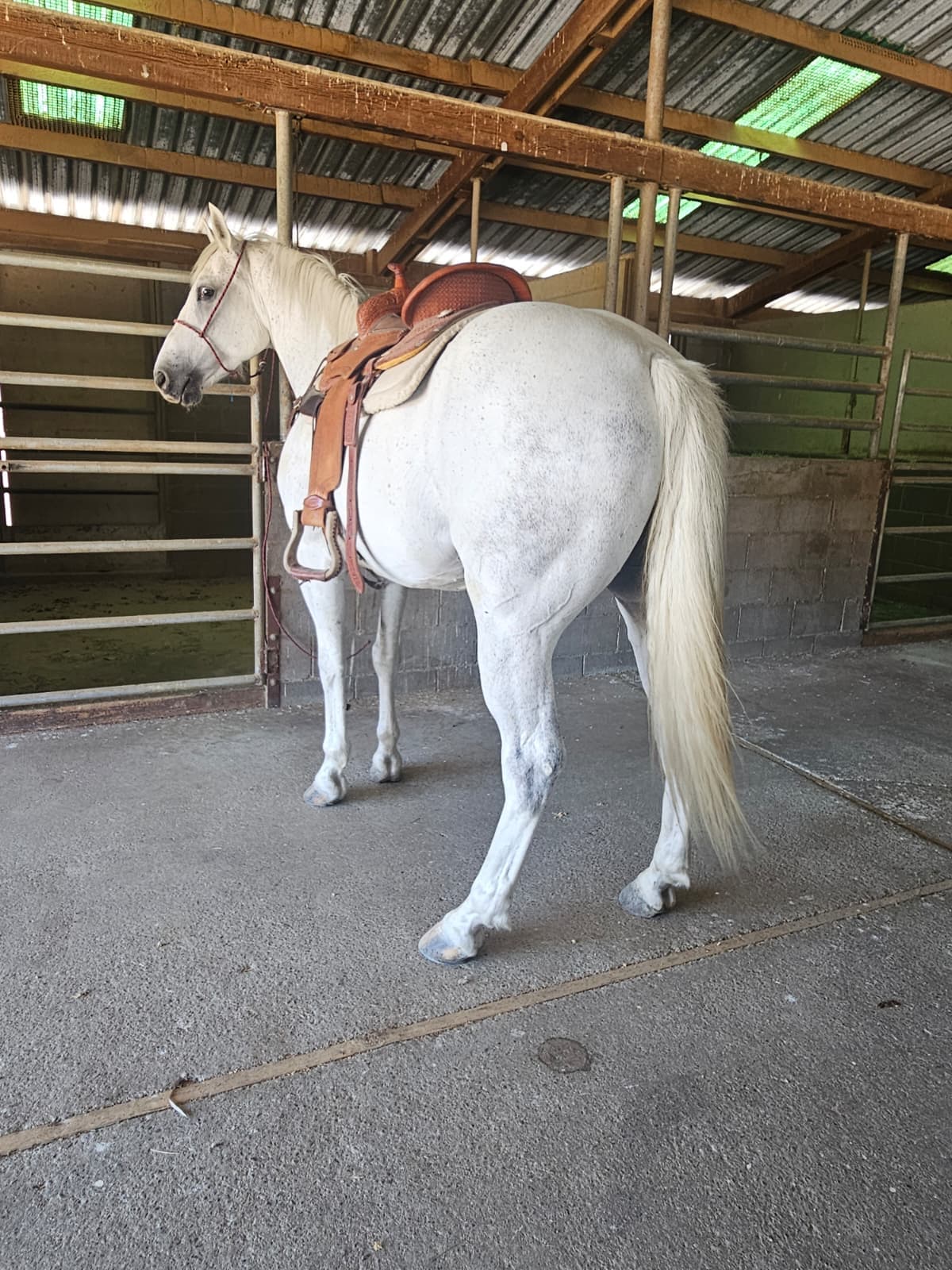 Horse Rental